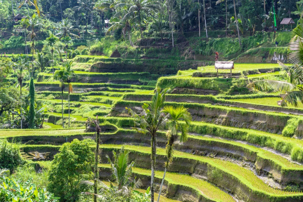 Rice Terraces at Tegalalang
