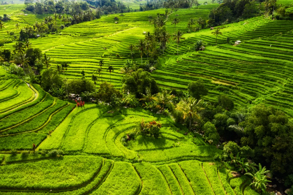 The Rice Terraces of Jatiluwih